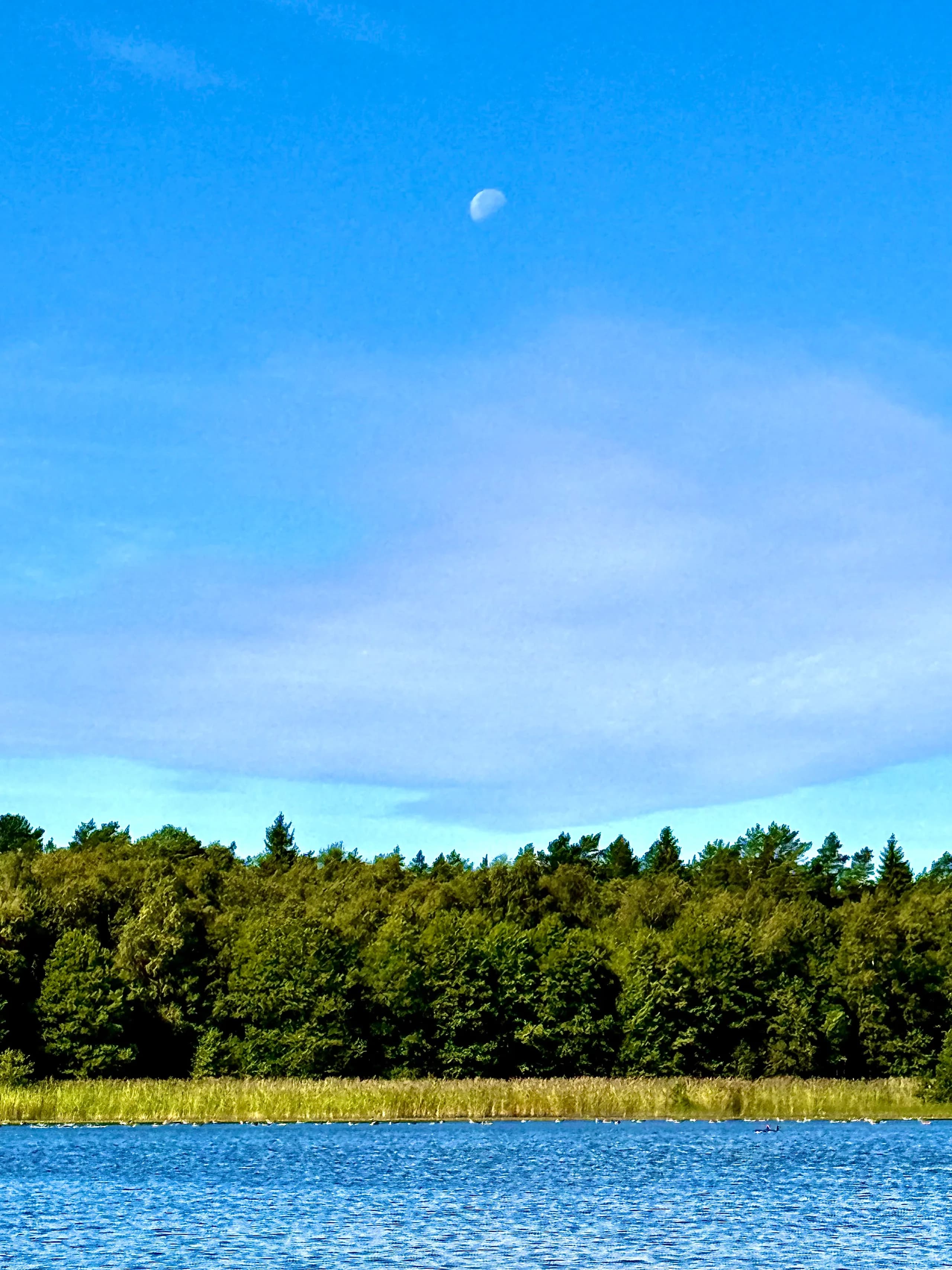 Axsjön en klar sommardag: stilla blått vatten framför vass och skogsbryn, med månen synlig på dagshimlen ovanför trädtopparna.